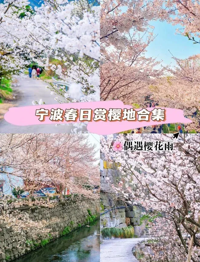 宁波春日必去赏樱地合集，偶遇浪漫樱花雨