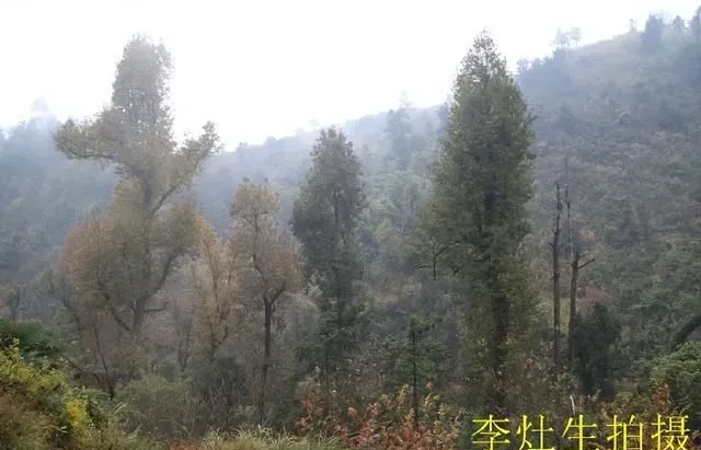 凑云仙&mdash;&mdash;广东省乐昌市