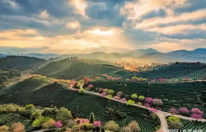 出发，去福建人私藏的后花园看樱花！开启一场红色之旅！