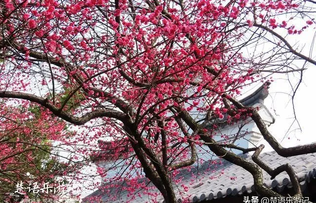 宁波月湖公园，充满唐风宋韵的赏梅胜地，多处梅花盛开各领风骚