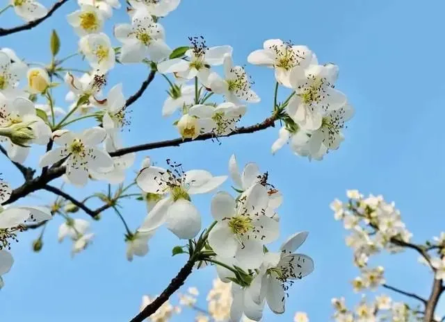 2月踏春赏花季！探秘广宁县近千株雪白的山楂花漫山遍野绽放！
