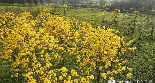 周末好天气，到北海冯家江滨海湿地公园赏格桑花、黄花风铃木