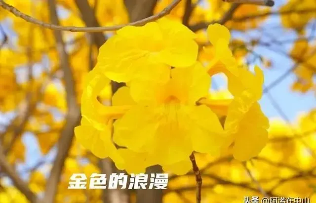 广东中山美到窒息的黄花风铃！城区周