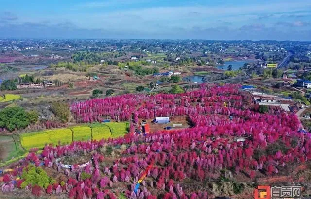 千秋桃花含笑开 如画美景迎客来