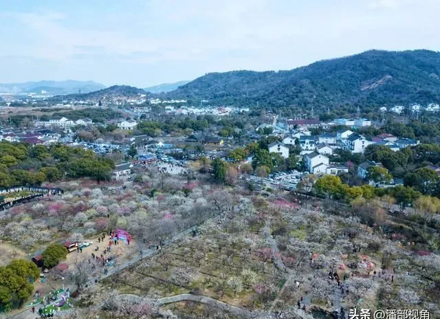 又到了赏梅季，昨日苏州香雪海已经人