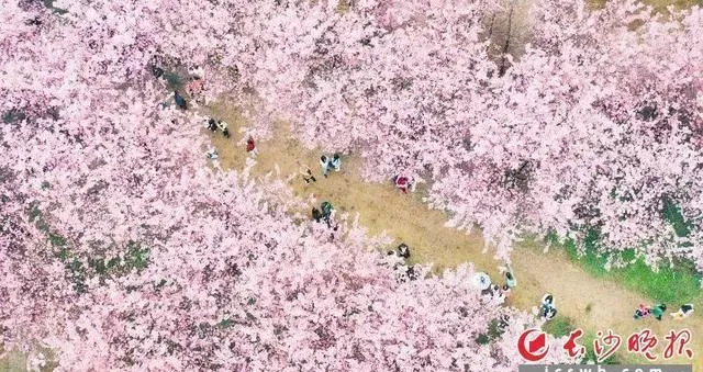 万花争妍！湖南湘江新区白箬铺发布4