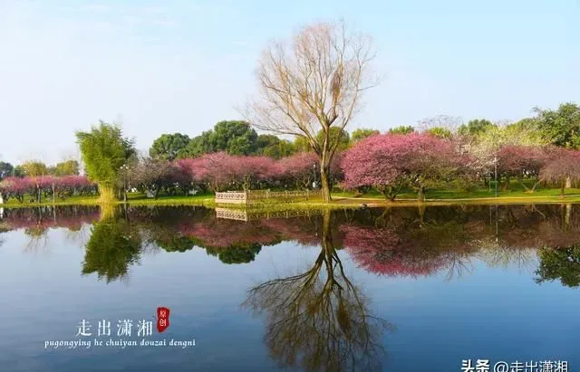 “春”来何事，只为“花”忙｜这份长沙追花地图，先收藏起来
