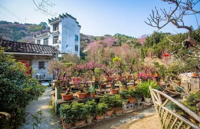 黄山歙县卖花渔村，隐逸在徽州深山之中，梅花盛开，火遍全网