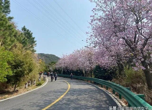“小峨眉山”之称的广州南香山，上山路5公里两侧开满了宫粉紫荆