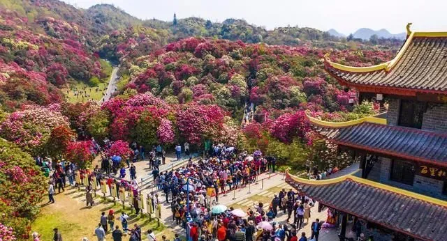 别错过！国内这几个春日赏花地，即将迎来最美的时刻