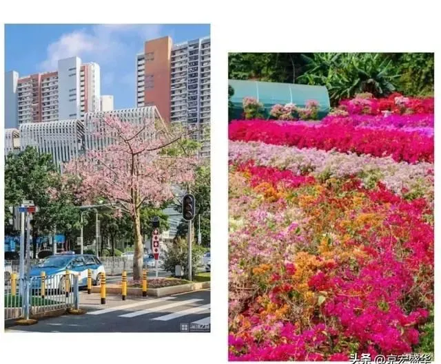 免费开放！深圳这些绝美花海，快去打卡