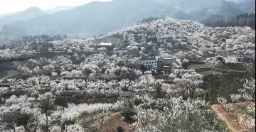 十堰万亩樱桃花盛开，“花”点时间来这里