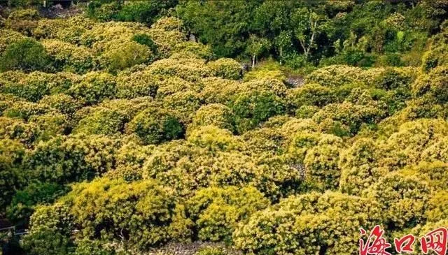 和春天撞个满怀 海口秀英区推出四