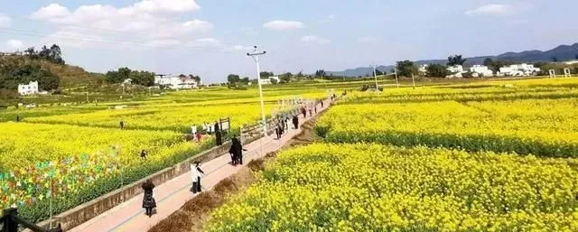如何避免泸州赏花经济“昙花一现”？功夫在“花”外