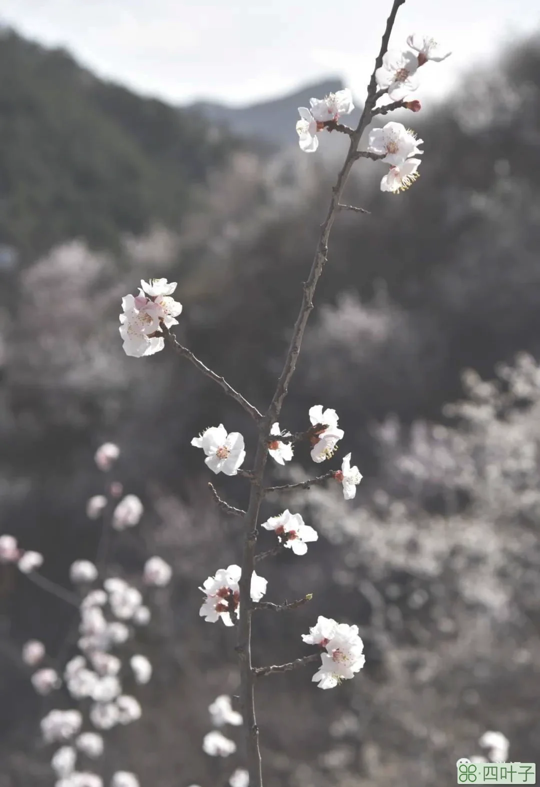 北京：山花烂漫水长城