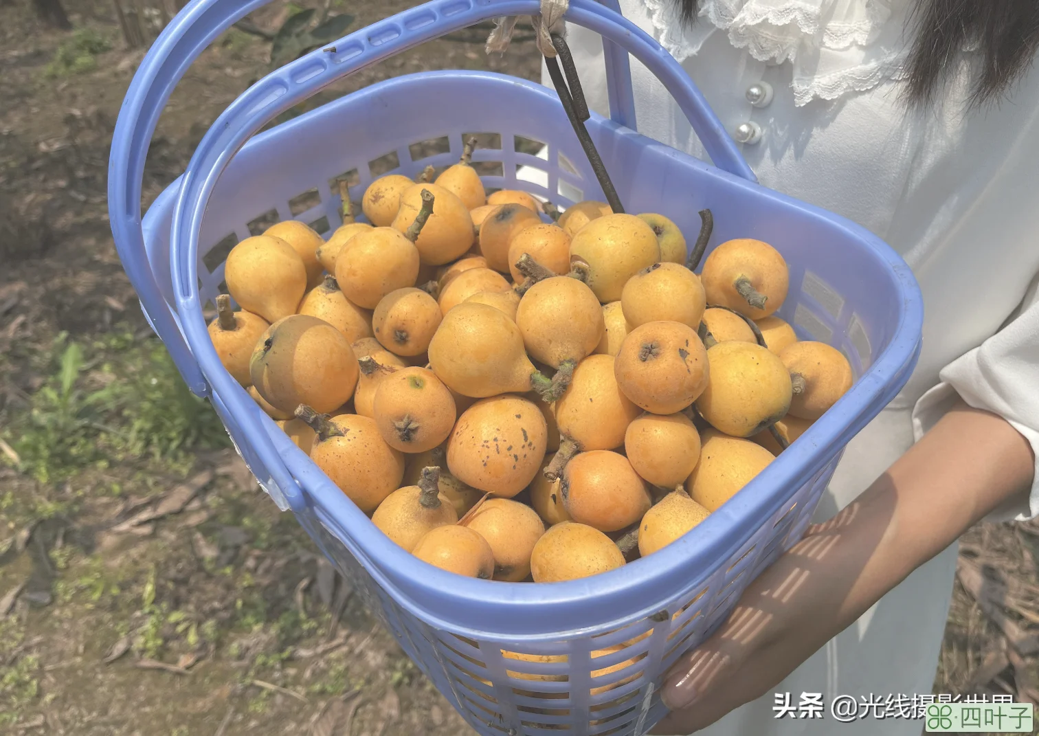 重庆周边摘枇杷(重庆主城摘脐橙的地方)