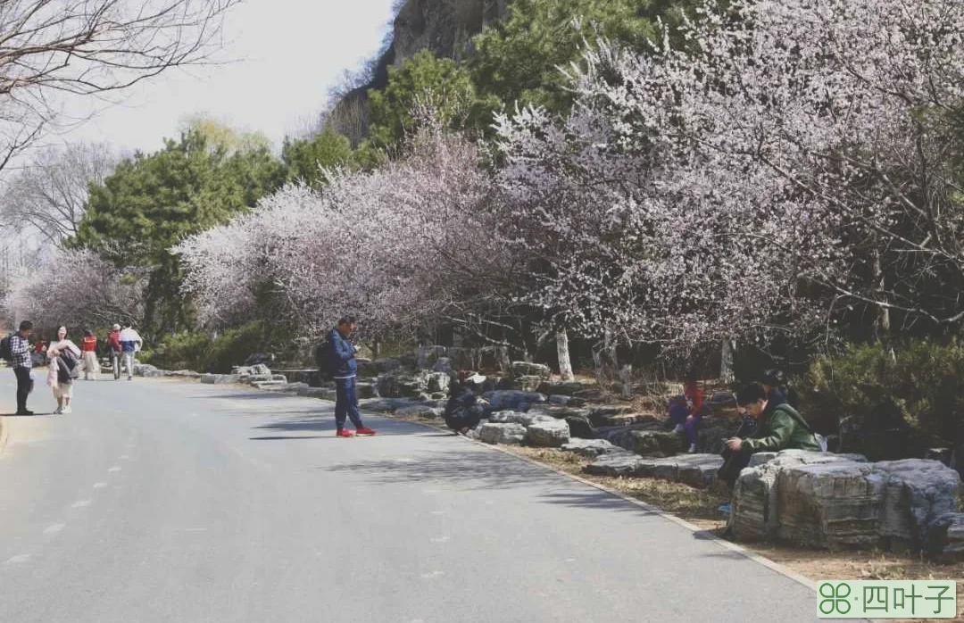 9岁的北京园博园繁花似锦，赏花正当时，山上层层桃李花