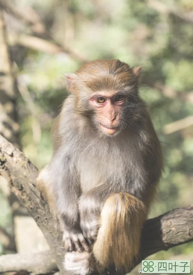张家界旅游必看攻略(旅游攻略景点必去)插图1 张家界旅游必玩的4个景点,没去过等于白去,老司机的经验之谈