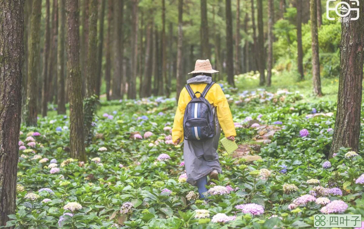 重庆大山里的花乡，位于涪陵武隆丰都三区交界处，家家户户住别墅