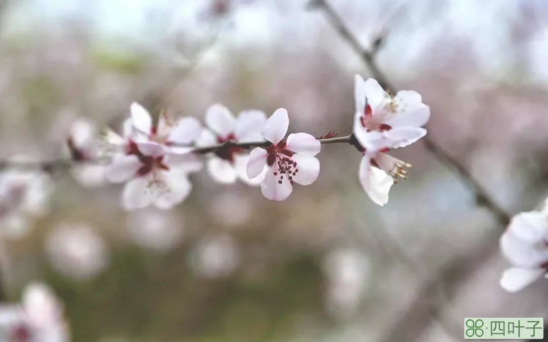 9岁的北京园博园繁花似锦，赏花正当时，山上层层桃李花