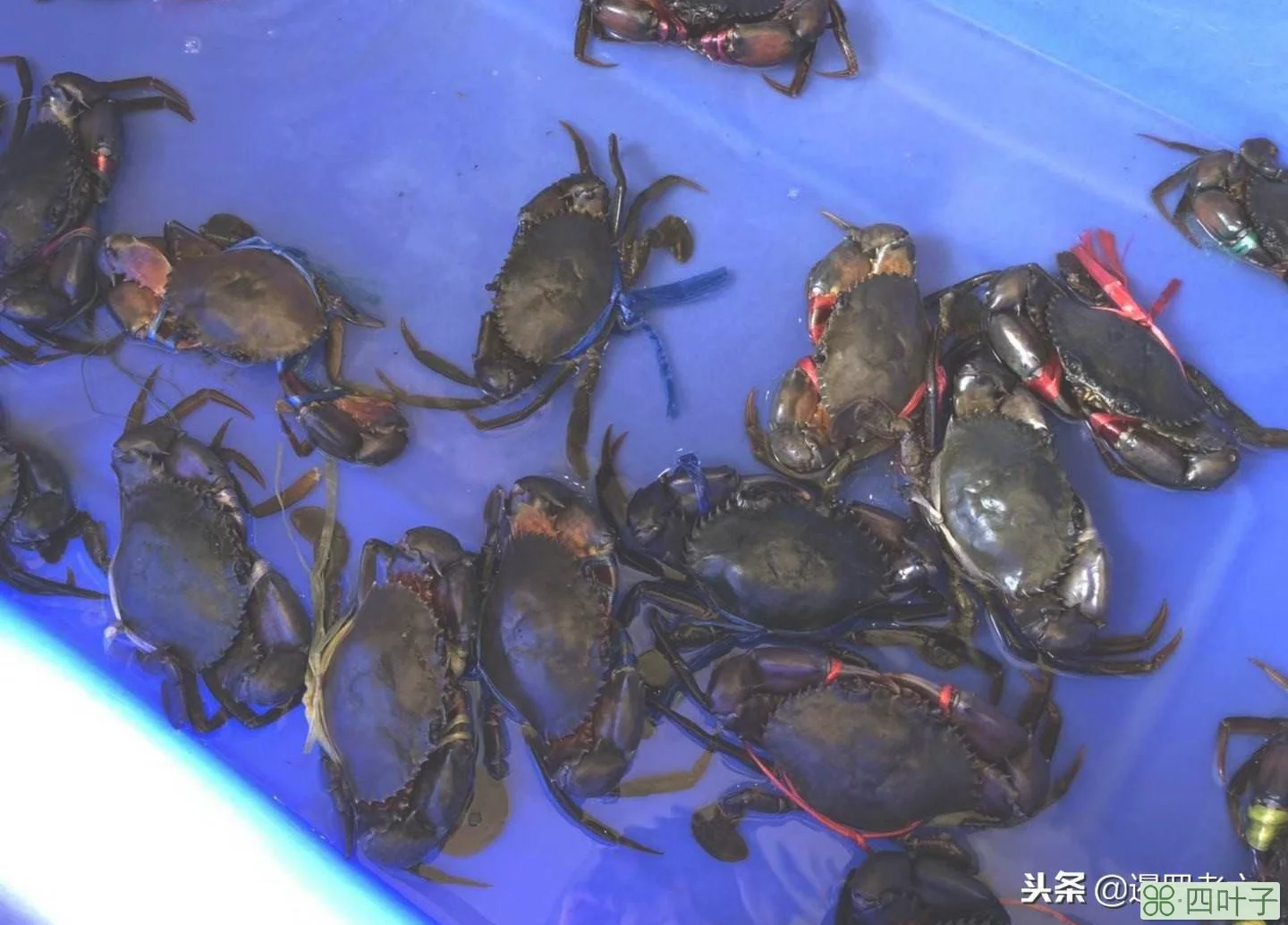 龙虾王每公斤800元,海鲈鱼一条90元,瞅瞅芭堤雅餐馆海鲜价格!插图(5)