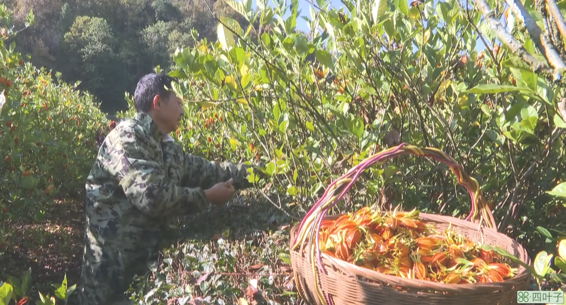 长阳土家族自治县(长阳土家族自治