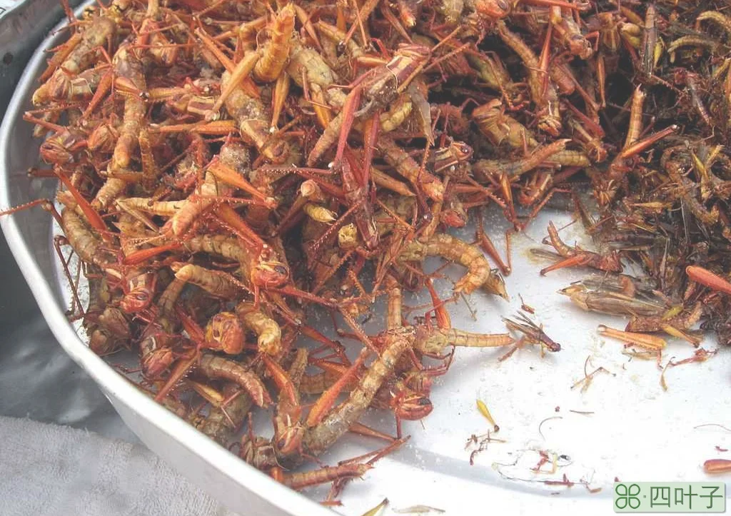 泰国芭提雅特色菜(芭提雅10大必吃特色美食)插图(5)