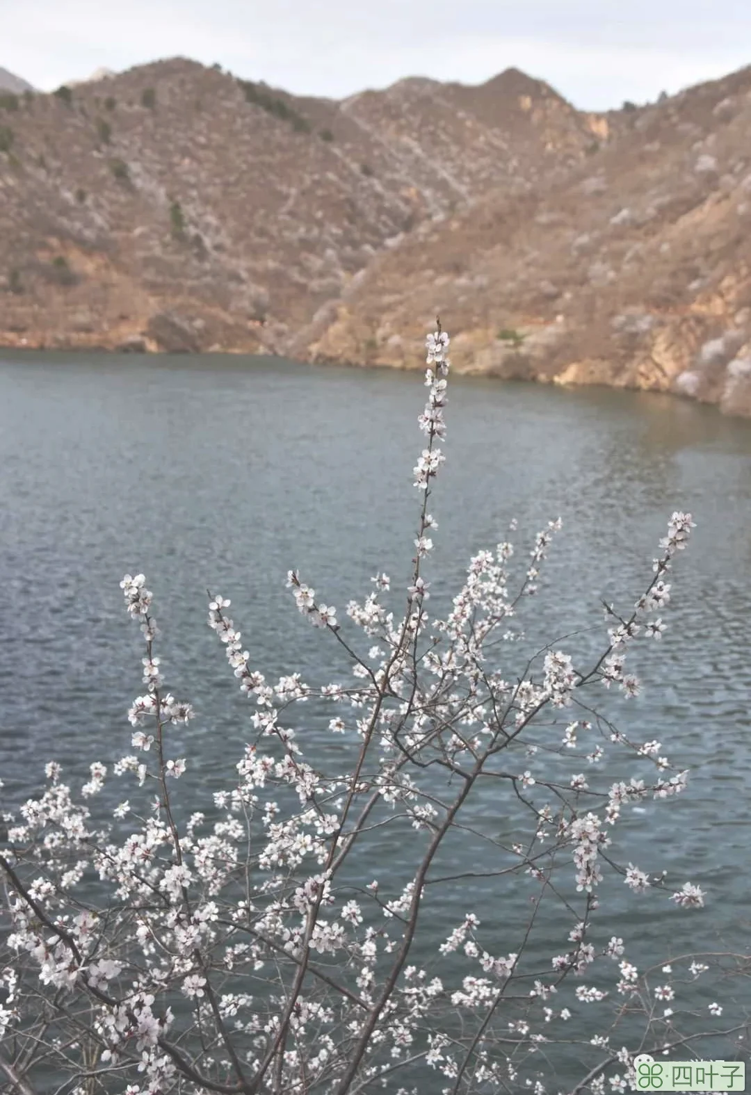 北京：山花烂漫水长城