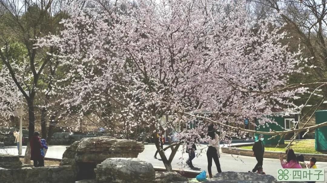 9岁的北京园博园繁花似锦，赏花正当时，山上层层桃李花