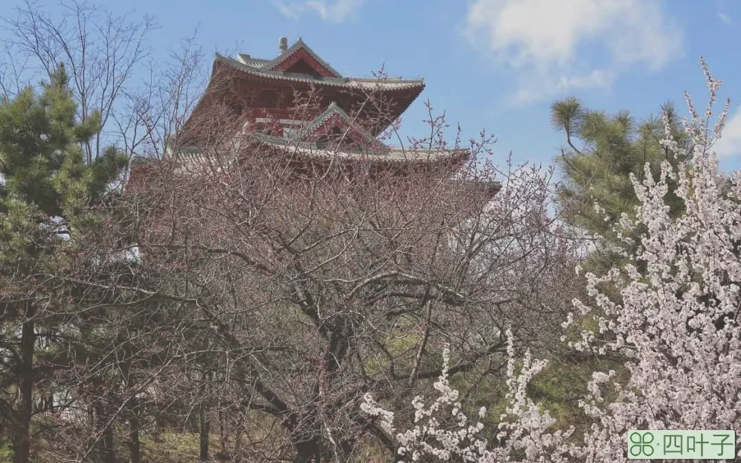 9岁的北京园博园繁花似锦，赏花正当时，山上层层桃李花
