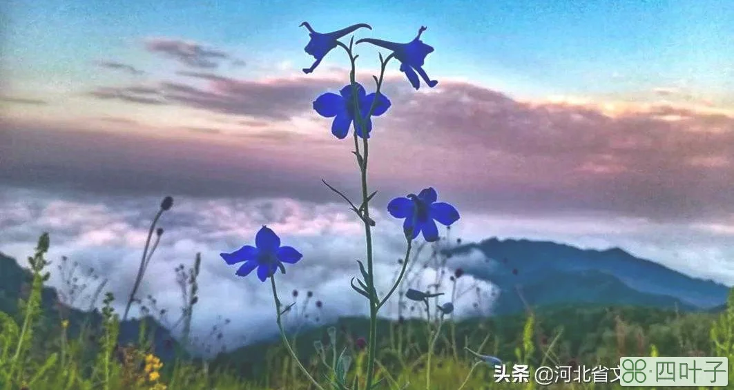 烟波云幔、花草幽香、林荫小路，就在驼梁！