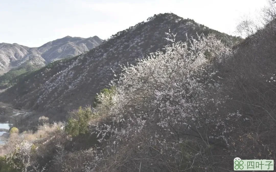 北京：山花烂漫水长城