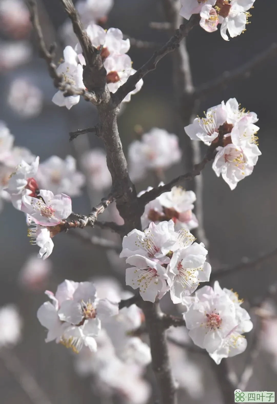 北京：山花烂漫水长城