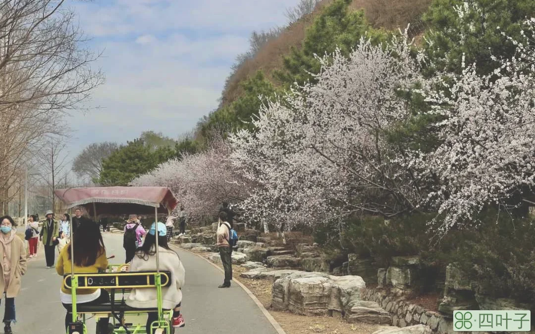 9岁的北京园博园繁花似锦，赏花正当时，山上层层桃李花