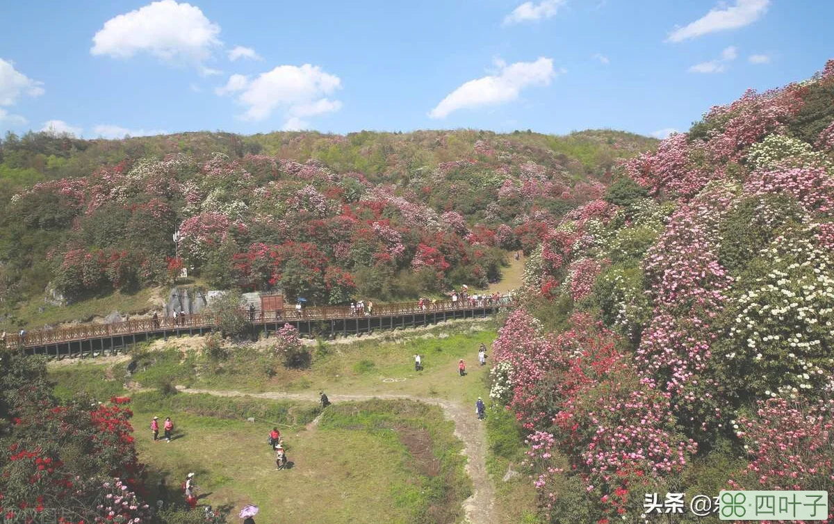 贵州旅游十大景点排名(旅游攻略路线最佳路线)插图10 贵州最值得去旅行的十大景点,走遍神州大地,最美多彩贵州