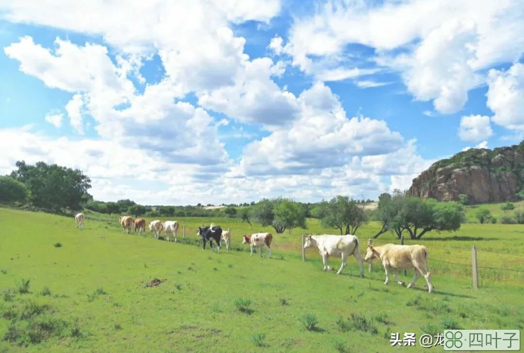 「阿泽带你玩内蒙」第17期：带你走进摄影圣地-乌兰布统草原