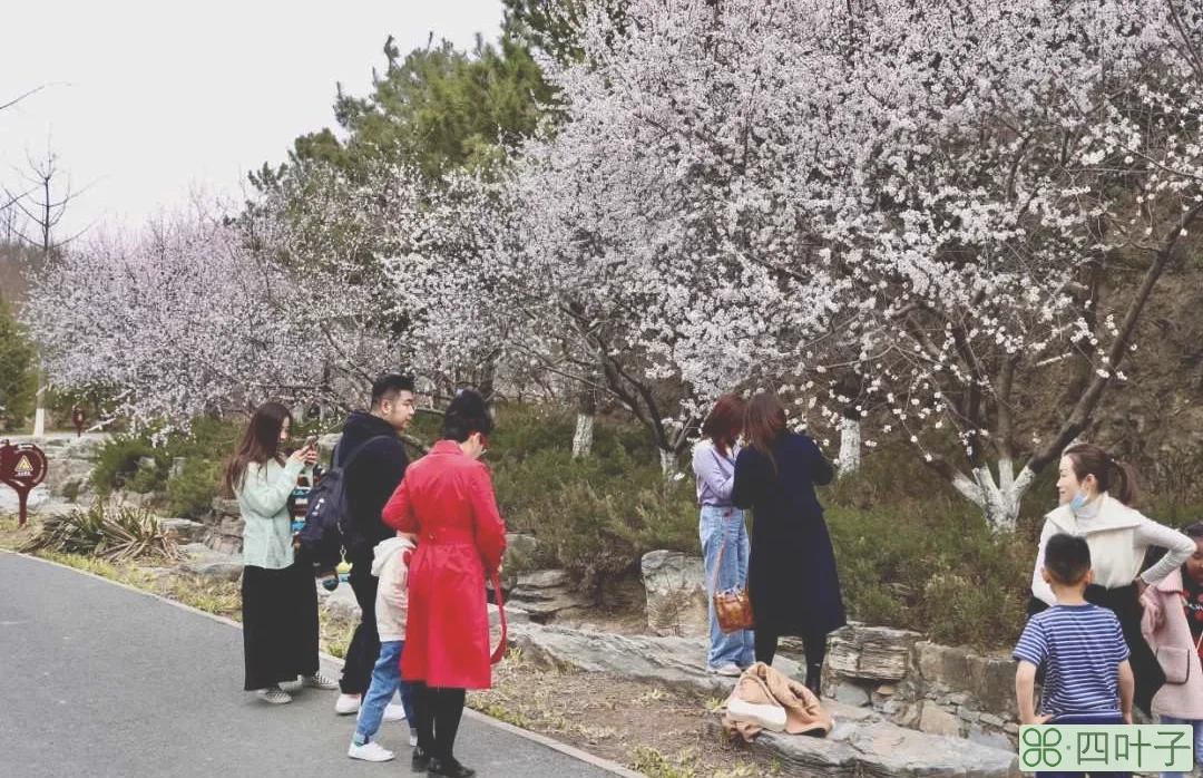 9岁的北京园博园繁花似锦，赏花正当时，山上层层桃李花