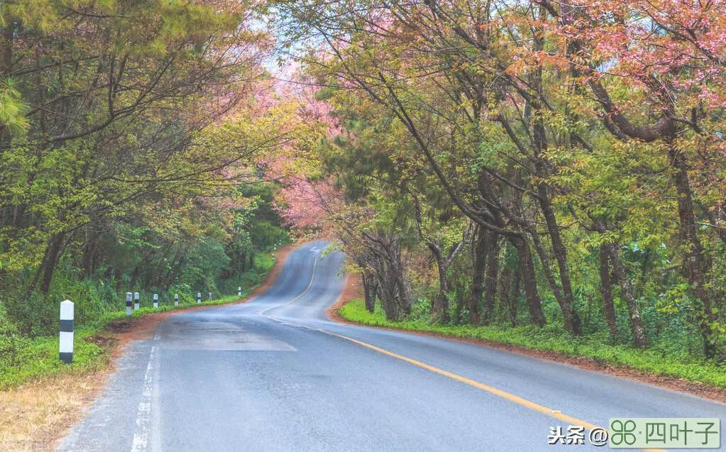 泰国清迈适合养老吗(泰国清迈的气候和生活环境)插图(1) 泰国清迈适合养老吗(泰国清迈的气候和生活环境)