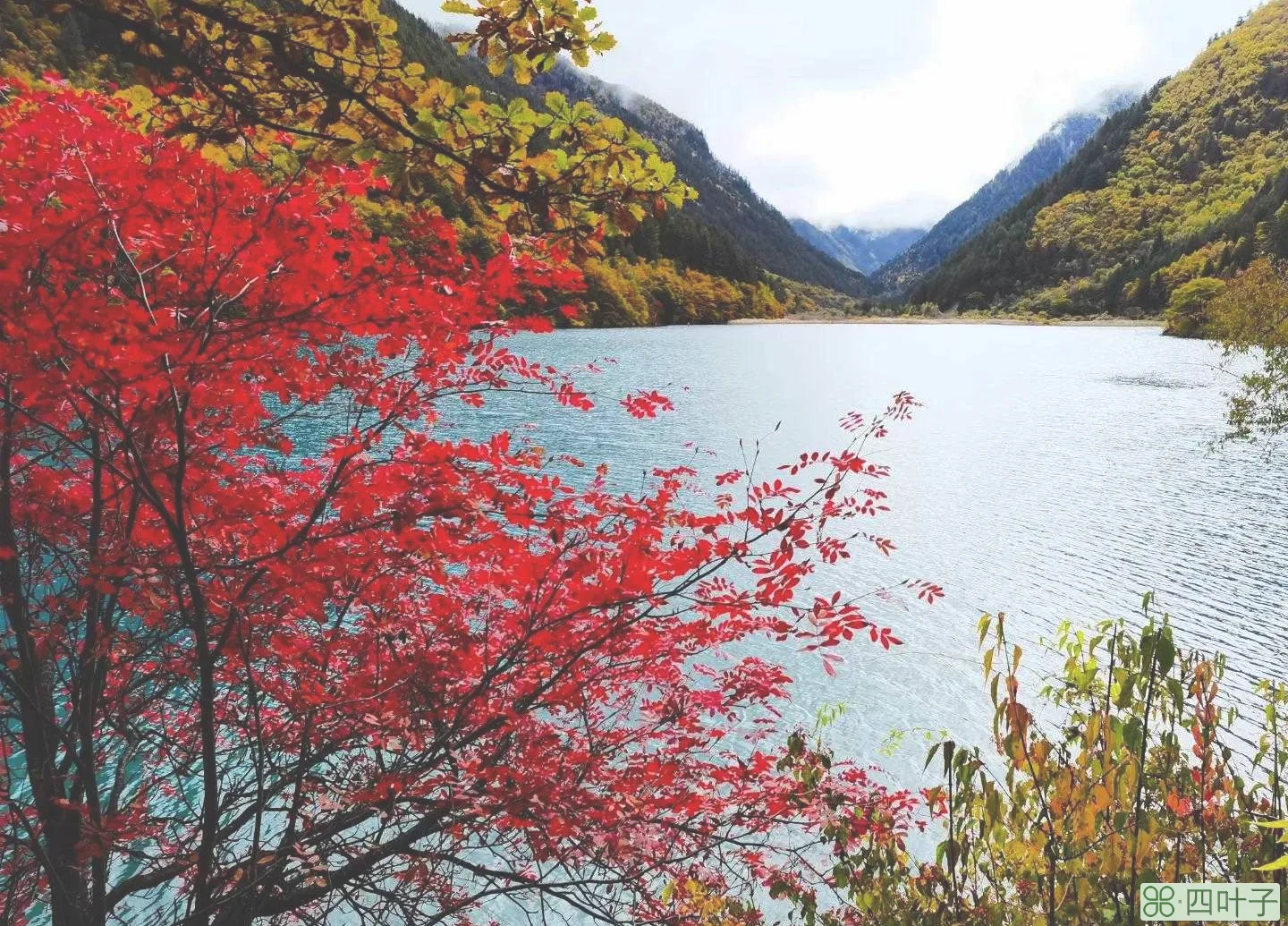 九寨沟旅游介绍(四川九寨沟旅游景点以及简