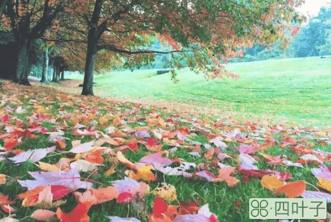 加拿大留学一年30万够吗(加拿大出国留学费用)插图(4)