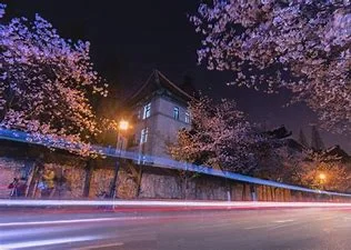 南京有樱花吗