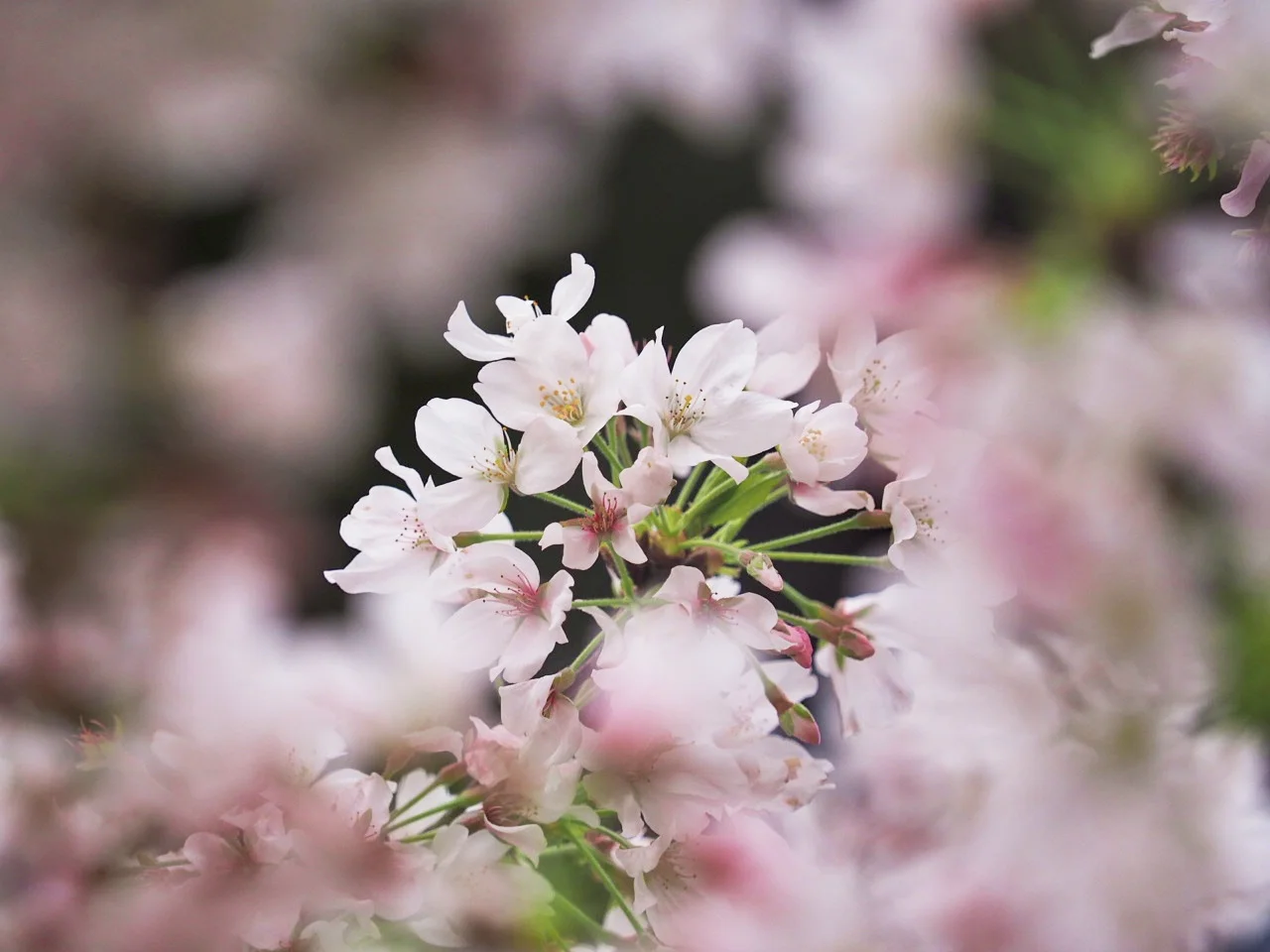 武汉樱花节几月几日
