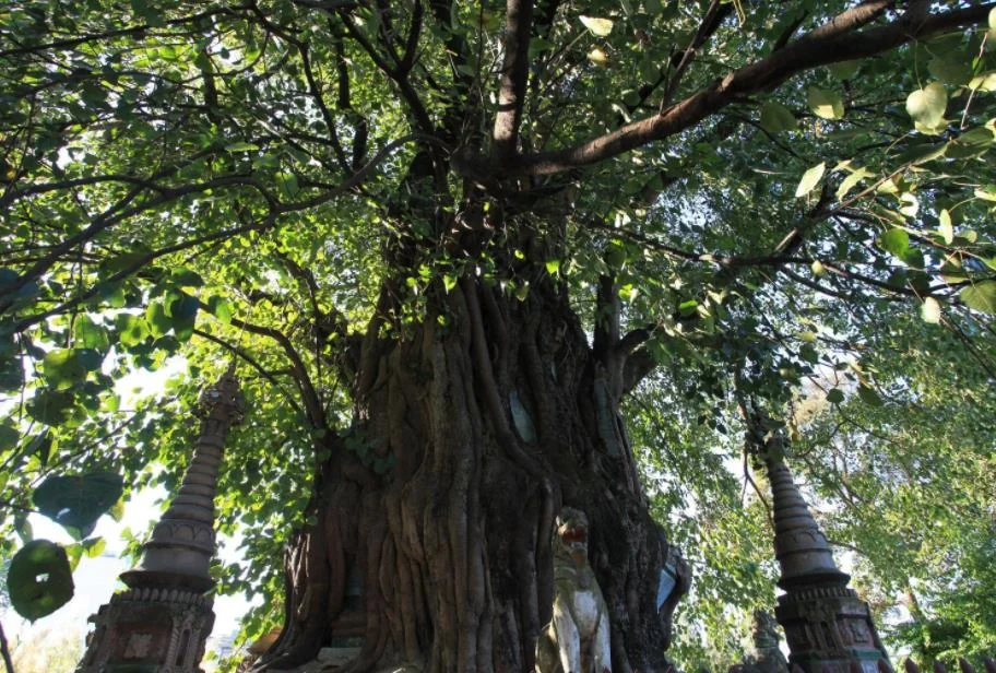 云南芒市属于哪个市