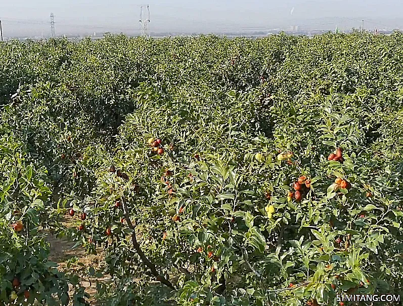 朝阳景点:大枣采摘基地