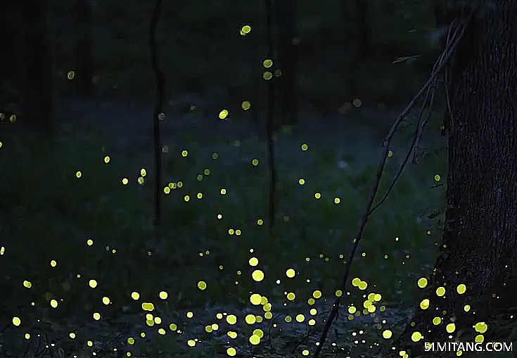 天津旅游景点:萤火虫体验馆