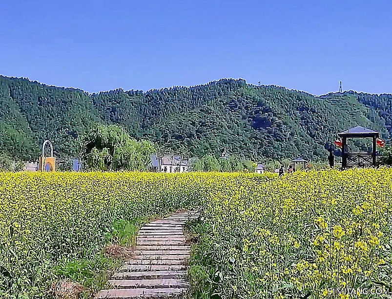 鞍山景点:岫岩油菜花风景区
