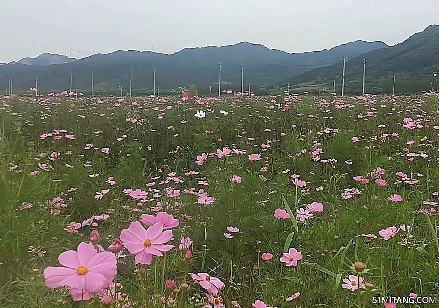 铁岭景点:水岸花海自驾游营地