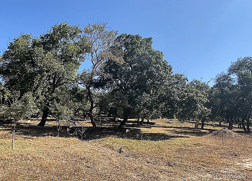 沈阳景点:圣迹山古枫林