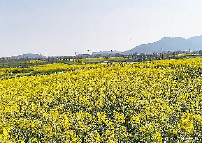 辽阳景点:燕州城油菜花田