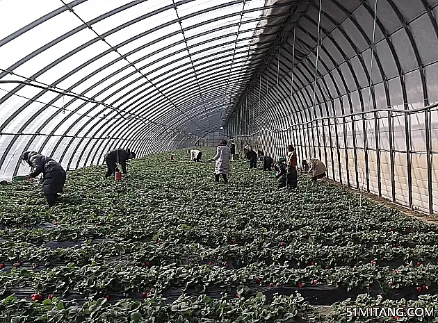 辽阳景点:前杜草莓小镇
